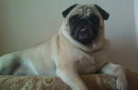 photo 210264 Как вставить видео на яплакал