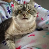 photo 232006 Как вставить видео на яплакал