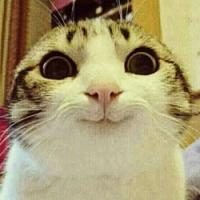 photo 237147 Как вставить видео на яплакал